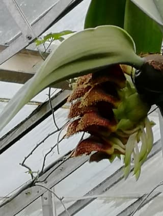 Stinking Orchid
