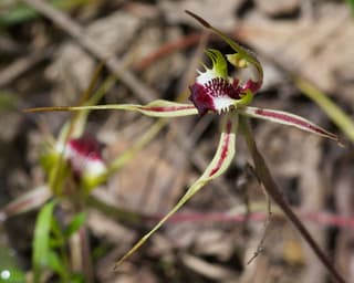 Small Spider-orchid