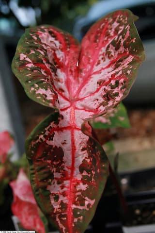 Fancy-leaf Caladium