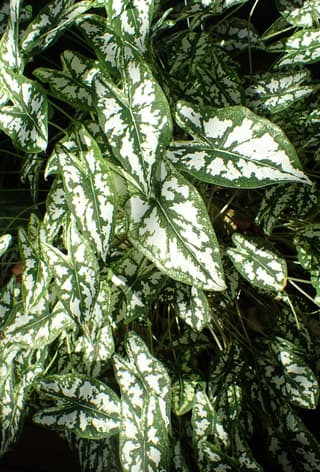 Miniature caladium