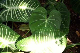 White-veined Caladium