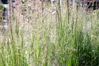 Calamagrostis