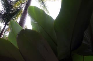 Cigar Plant