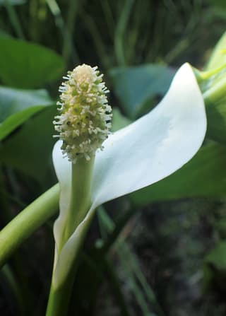 Bog Arum