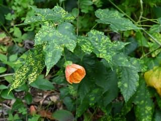 Painted Abutilon
