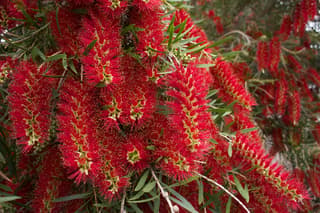 Weeping Bottlebrush