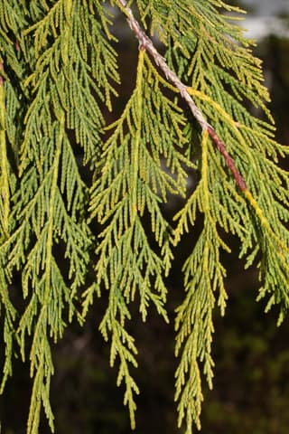 Nootka Cypress