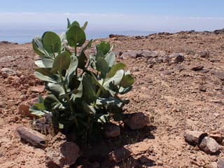 Giant Milkweed (genus)