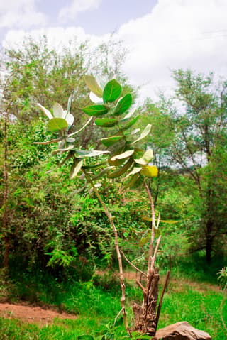 Algodão-de-seda