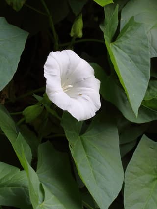 Hedge Bindweed