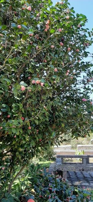 Sasanqua Camellia