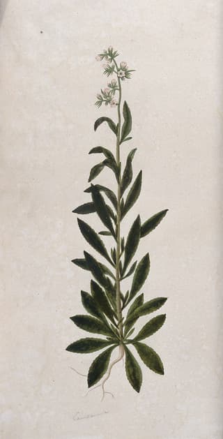 Bellflower