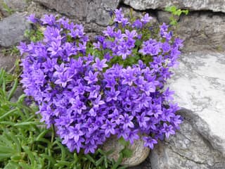 Dalmatian Bellflower