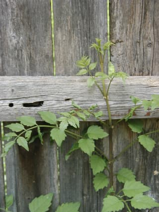 Trumpet Creeper
