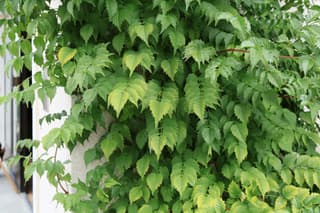 Trumpet Vine