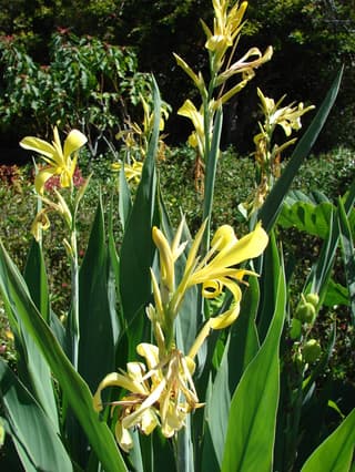 Indisk blomsterrør