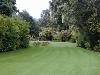 Bananeirinha-de-jardim