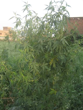 Indica Cannabis