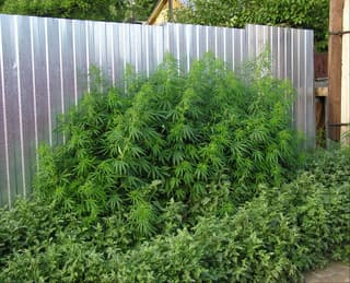 Ruderalis Cannabis