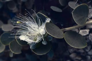 Caper Bush