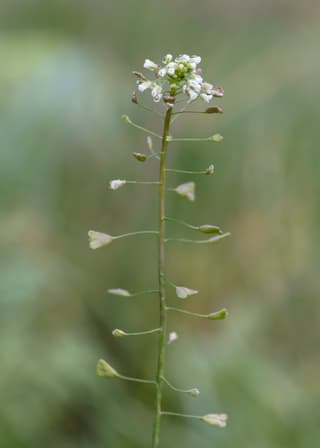 Shepherd's Purse