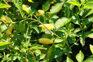 Ají Amarillo