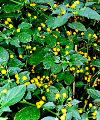 Pimenta-biquinho