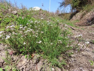 Nursery bittercress