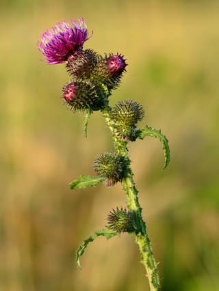 Thistle