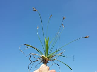 Carex-pé-de-passarinho
