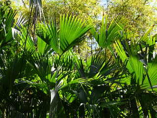 Panama hat plant
