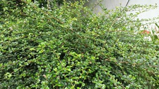 Fukien Tea Tree