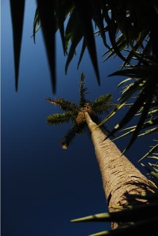 Palma carpentaria