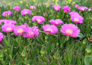 Carpobrotus-roxo