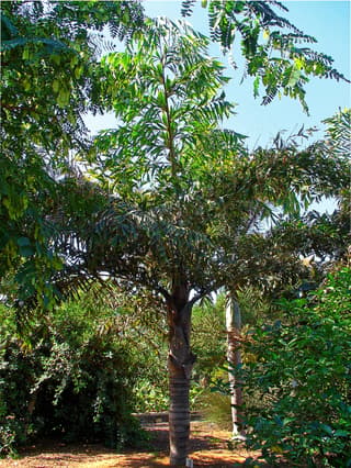 Fishtail Palm