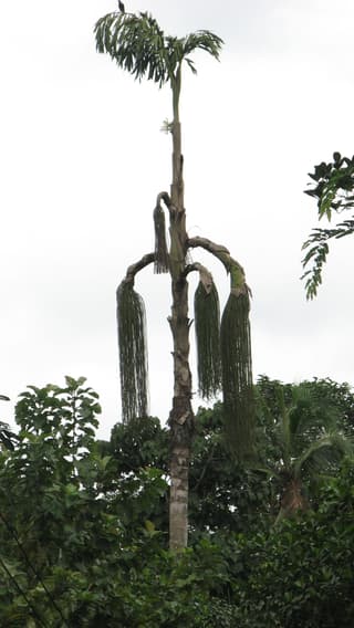 Jaggery Palm