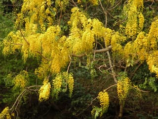 Golden shower tree