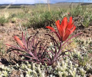 Wholeleaf Indian Paintbrush
