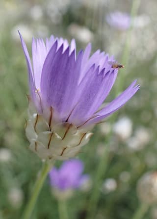 Catananche