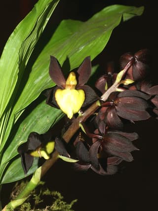 Cebolleta