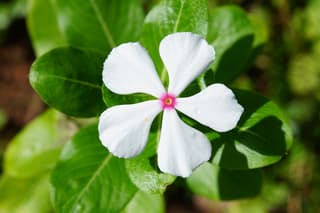 Vinca
