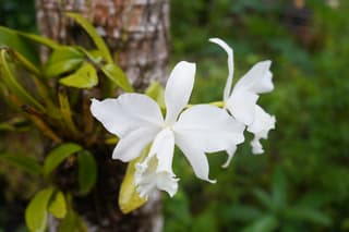 Corsage Orchid