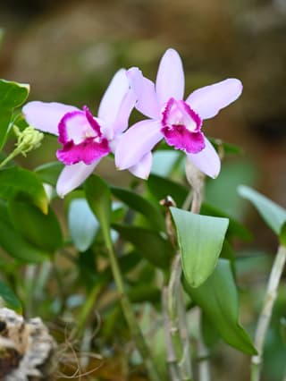 Easter Cattleya