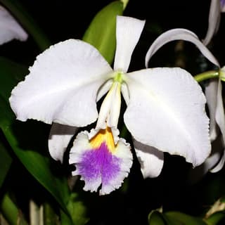 Mendel's Cattleya