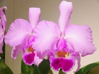Christmas Orchid