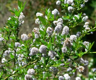 Lilas-da-California