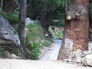 Cedro-do-himalaia