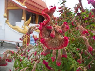 Crested Cockscomb