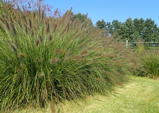 Chinese Fountain Grass