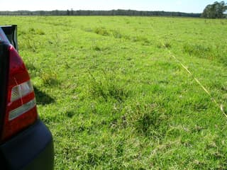 Pasto Kikuyu